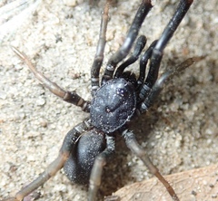 Idiopidae