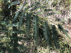 Albizia julibrissin