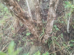 Vangueria