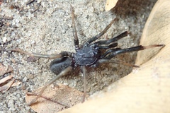 Idiopidae