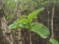 Vangueria