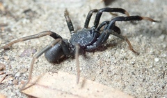 Idiopidae