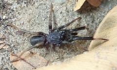 Idiopidae