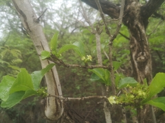 Vangueria