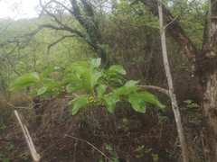 Vangueria
