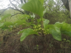Vangueria