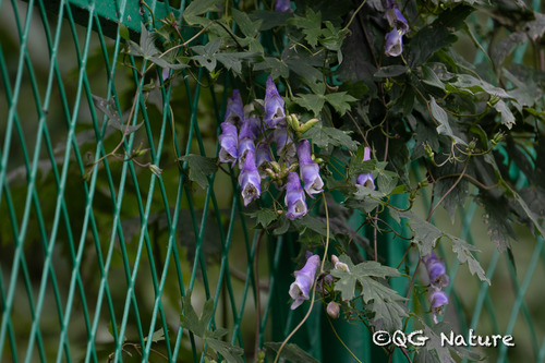 Aconitum hemsleyanum