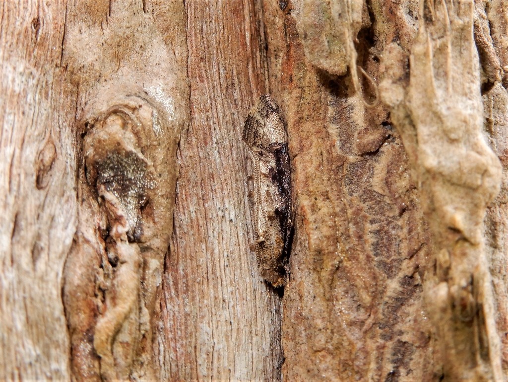 Trithamnora