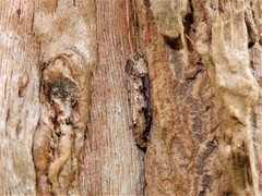 Trithamnora certella