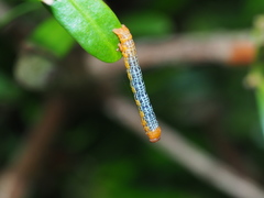 Milionia zonea pryeri