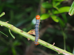 Milionia zonea pryeri