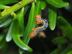 Milionia zonea pryeri