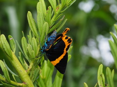 Milionia zonea pryeri