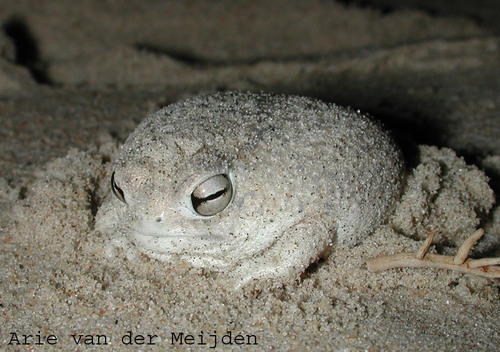 Desert Rain Frog (Frogs of South Africa) · iNaturalist