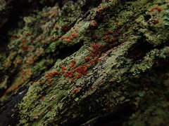 Trapeliopsis congregans