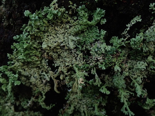 Hypogymnia pulverata observed 2019-11-11