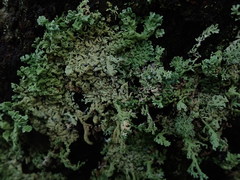 Hypogymnia pulverata