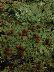 Trapeliopsis congregans