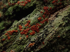 Trapeliopsis congregans