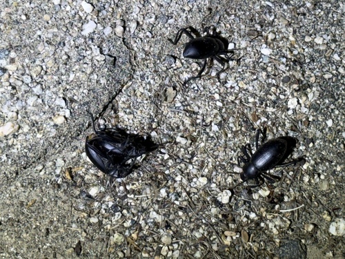 iNaturalist observation photo of Armored Stink Beetle