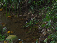 Papilio nephelus chaonulus