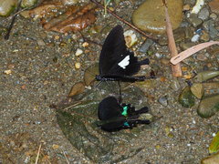 Papilio nephelus chaonulus