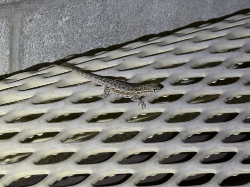 iNaturalist observation photo of Western Side-blotched Lizard