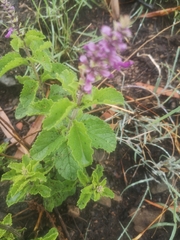 Ocimum serratum