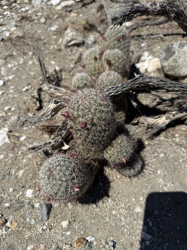iNaturalist observation photo of Peninsular fishhook cactus