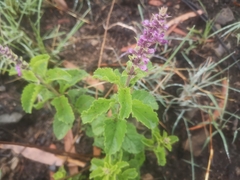 Ocimum serratum