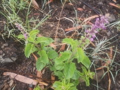 Ocimum serratum
