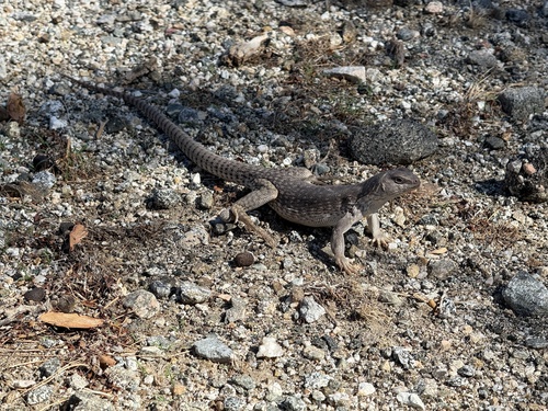 iNaturalist observation photo of Desert Iguana