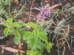 Ocimum serratum