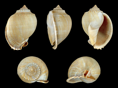 Grey Bonnet Snail