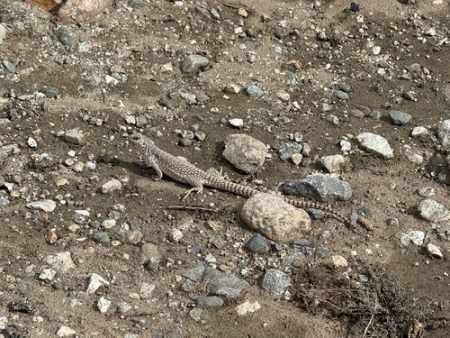 iNaturalist observation photo of Desert Iguana