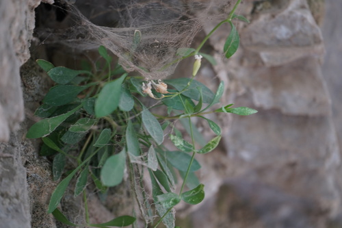 Petrocoptis glaucifolia