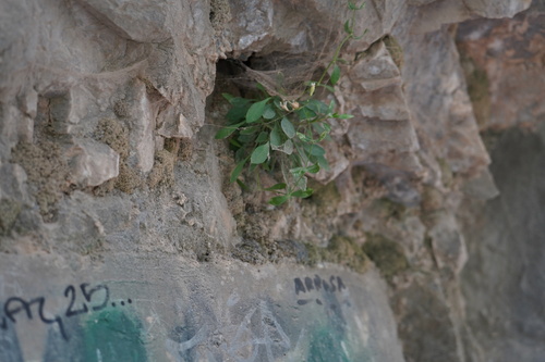 Petrocoptis glaucifolia, photograph 1