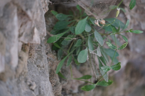 Petrocoptis glaucifolia, photograph 2