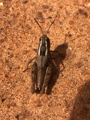 Taramassus cunctator