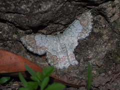 Pingasa ruginaria pacifica