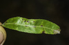 Venturia saliciperda - Photo (c) plant_invertebrate, some rights reserved (CC BY-NC)