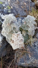 Eriophyton wallichii