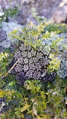 Cortiella hookeri