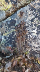 Meconopsis horridula