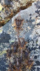 Meconopsis horridula