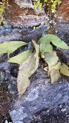 Meconopsis horridula