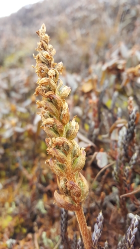 Goodyera fusca