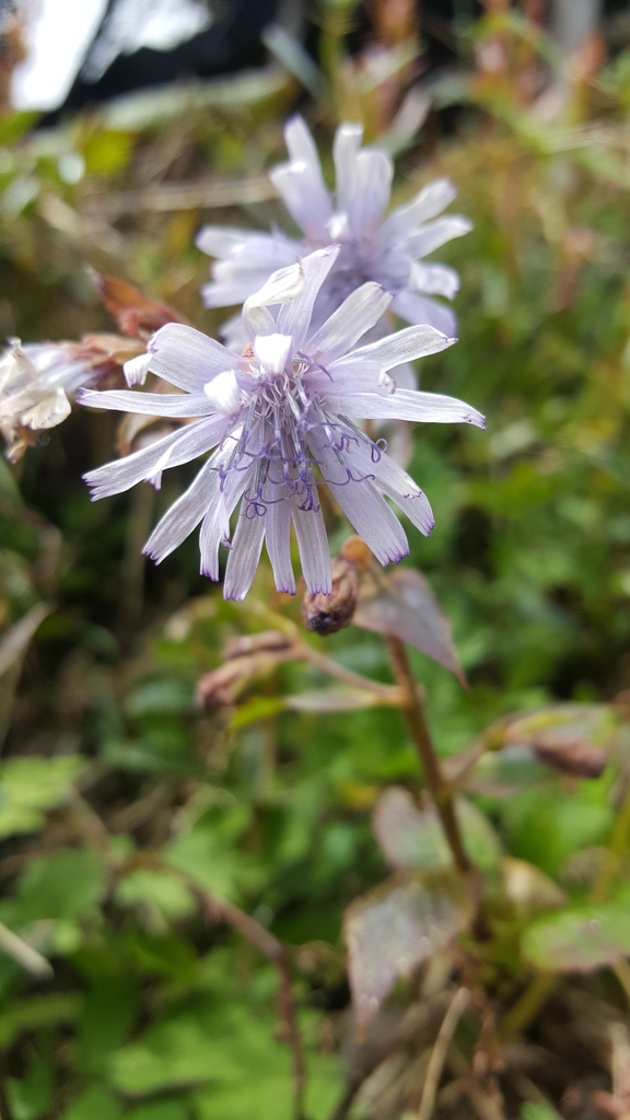 Melanoseris bracteata