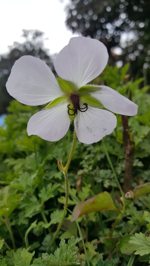 Geranium lamberti