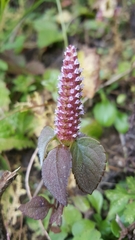 Elsholtzia strobilifera